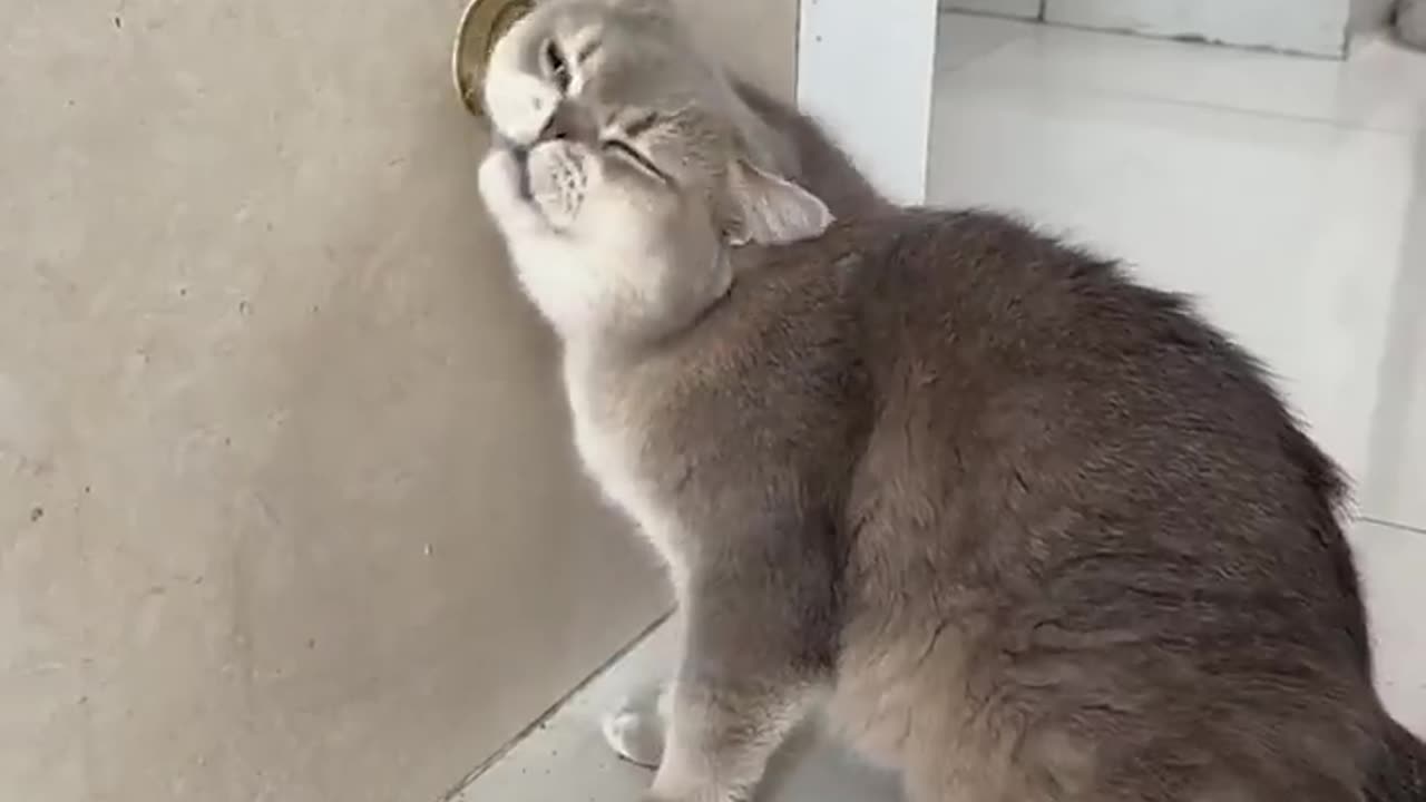 funny animals
