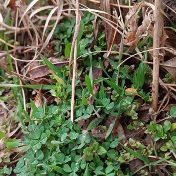 The Secrets of Nature: Life Blossoming Amidst Dryness