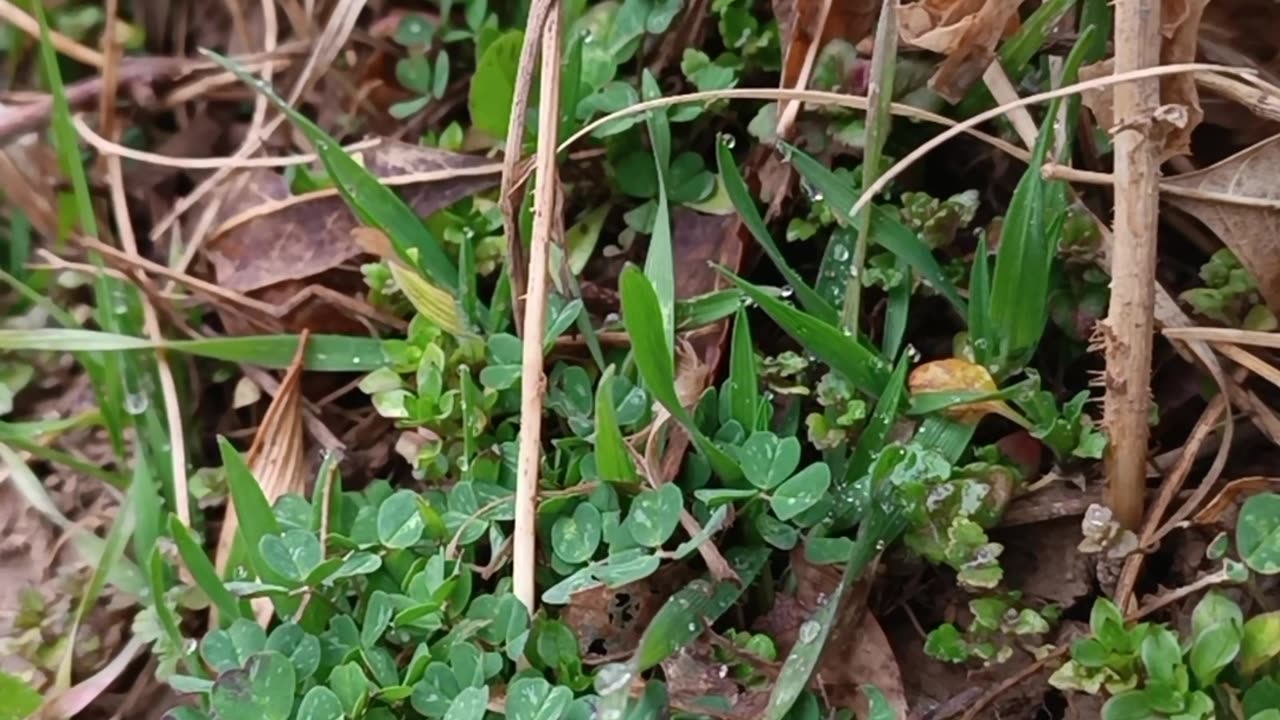 The Secrets of Nature: Life Blossoming Amidst Dryness