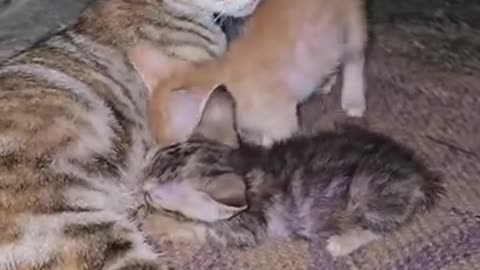 🐈 cat video 😁 very interesting 😀 video