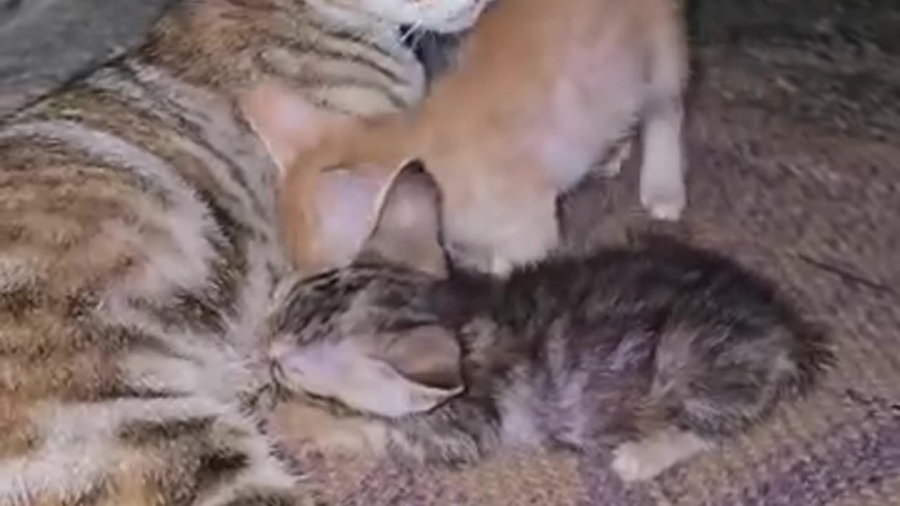 🐈 cat video 😁 very interesting 😀 video