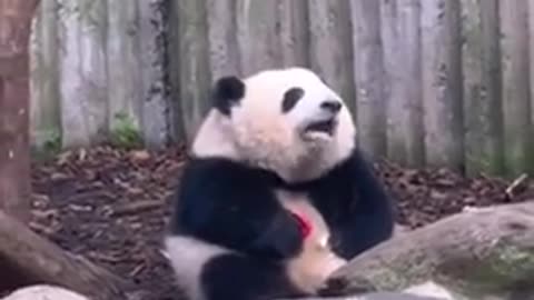 😂🍎 Panda's Apple Surprise! | FunFM