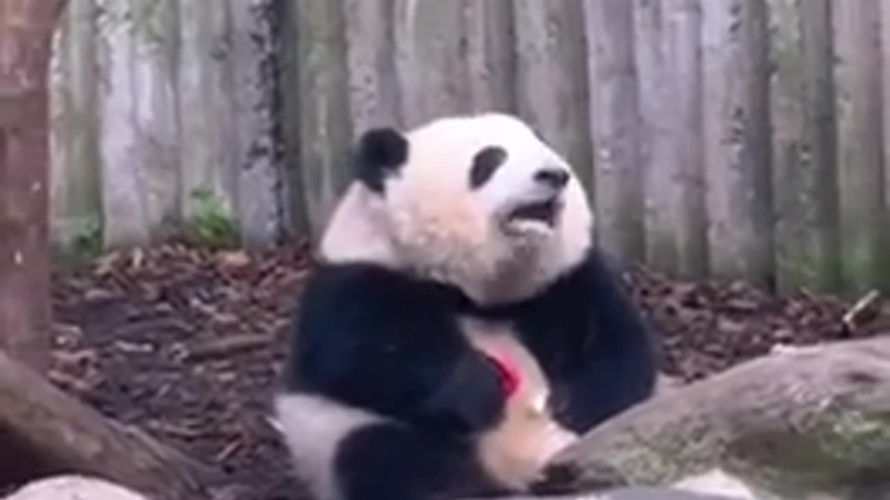 😂🍎 Panda's Apple Surprise! | FunFM