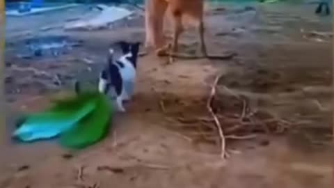 So funny videos 😂of dog 🐕 and cow