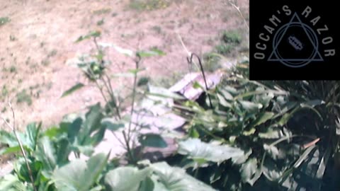 Butch the Sunflower