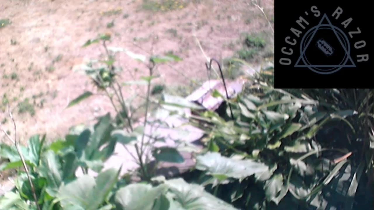 Butch the Sunflower