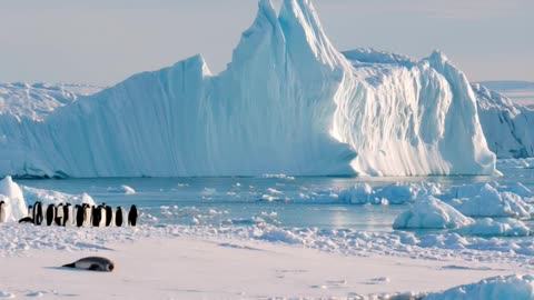 The Arctic Desert ❄️ Penguins in the Frozen Wilderness