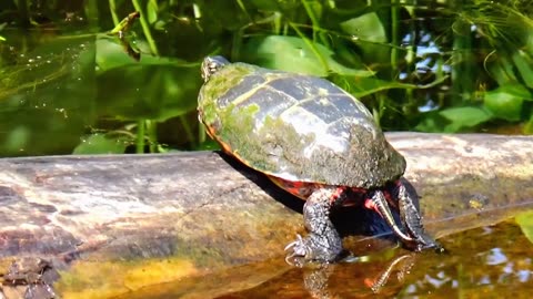 Painted Turtle