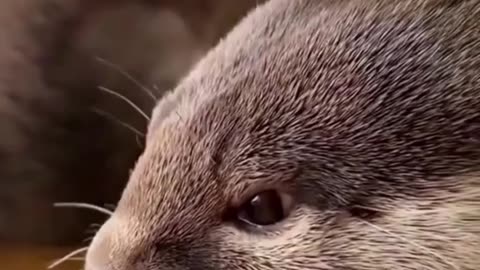 🦦 Little baby otter, raised by a human since birth - Part 2