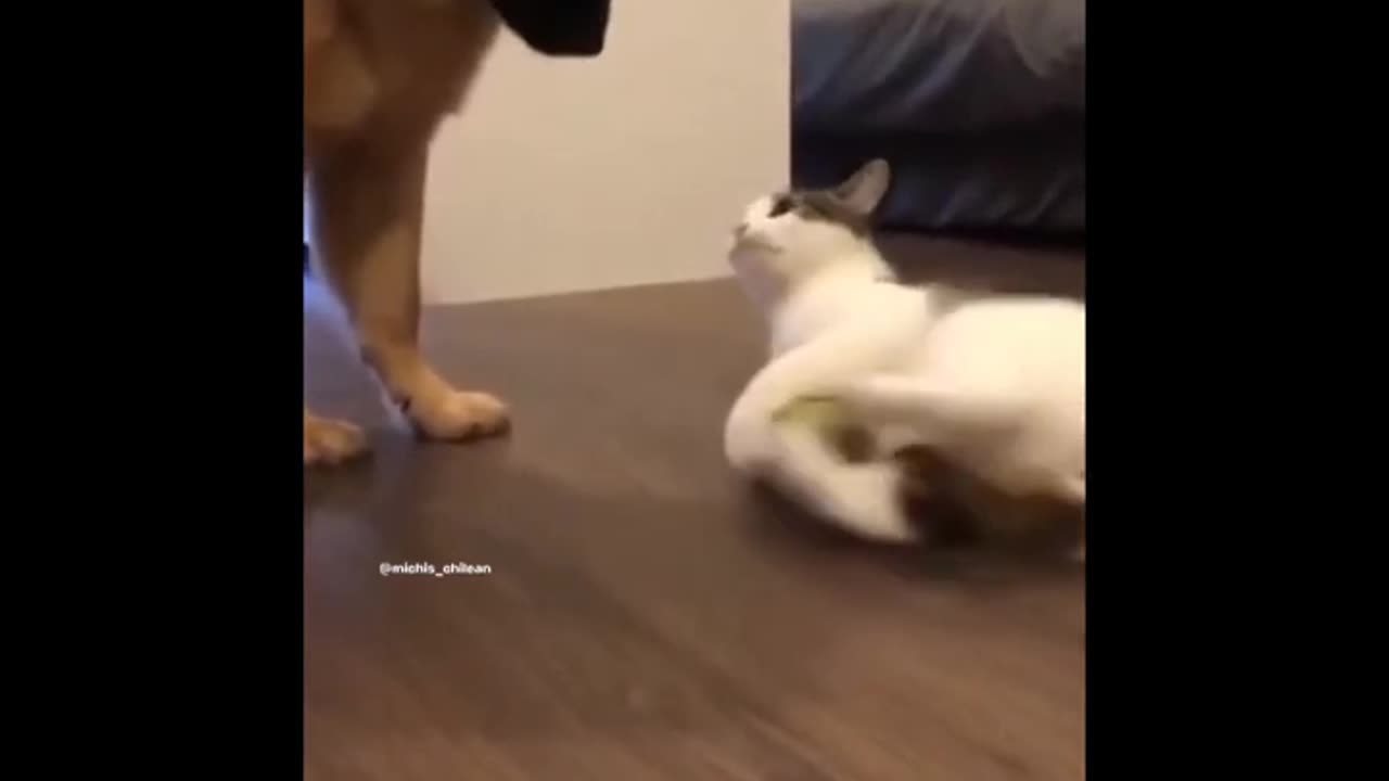 funny animals viral