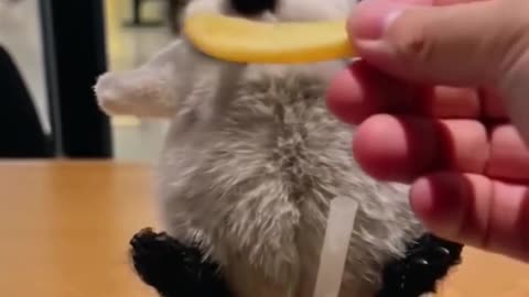 cutest little penguin