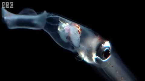 ‎Lobsters Fighting to Breed | Blue Planet | BBC Earth