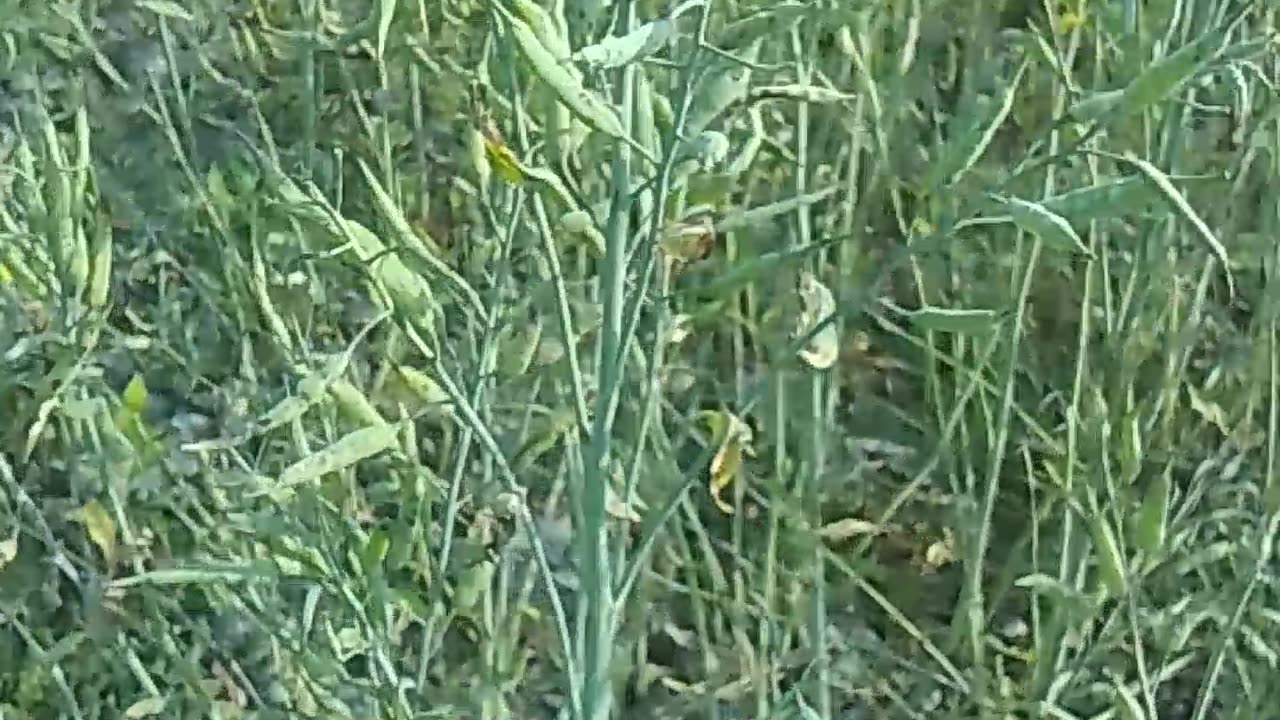 Mustard fruit on a mustard tree | AQZ JC BD