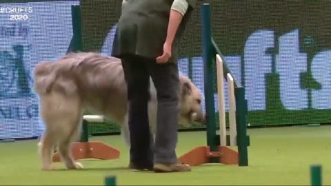 😂🏆 Think You Can Top This? Watch This Cat's Hilarious Triumph! | FunFM