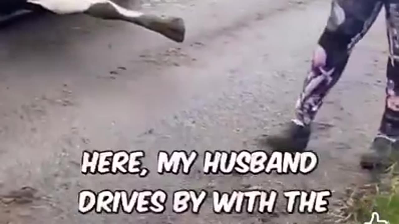 This is a sign that BOVAER works. It stops the cow farting. Then it stops the cow moving as well...