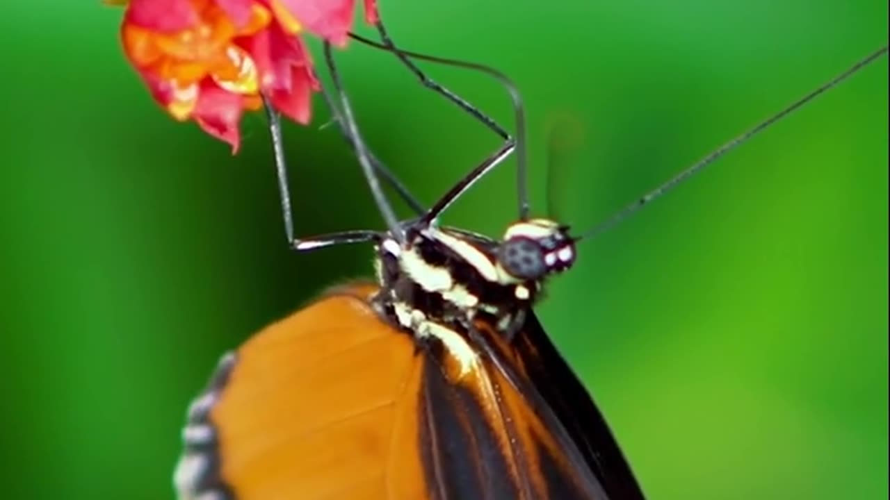 Butterfly with flower