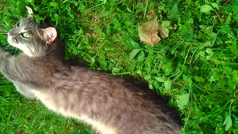 Cat enjoys life in the garden