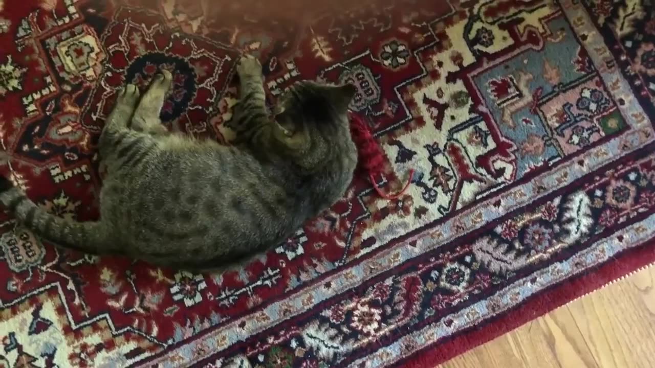 August 20, 2019 - Belle Bells The Cat is Captivated By An Old Yarn Mouse