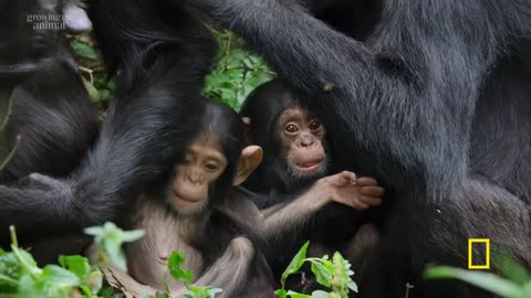 7 Minutes of The Cutest Baby Animals You've Ever seen