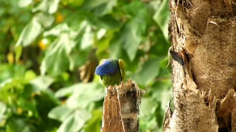 pionus parrot video green parrot no copyright video