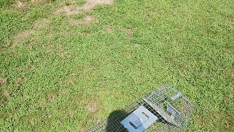 Groundhog Deported! 🦫🚫 Backyard Pest Gets a One-Way Ticket