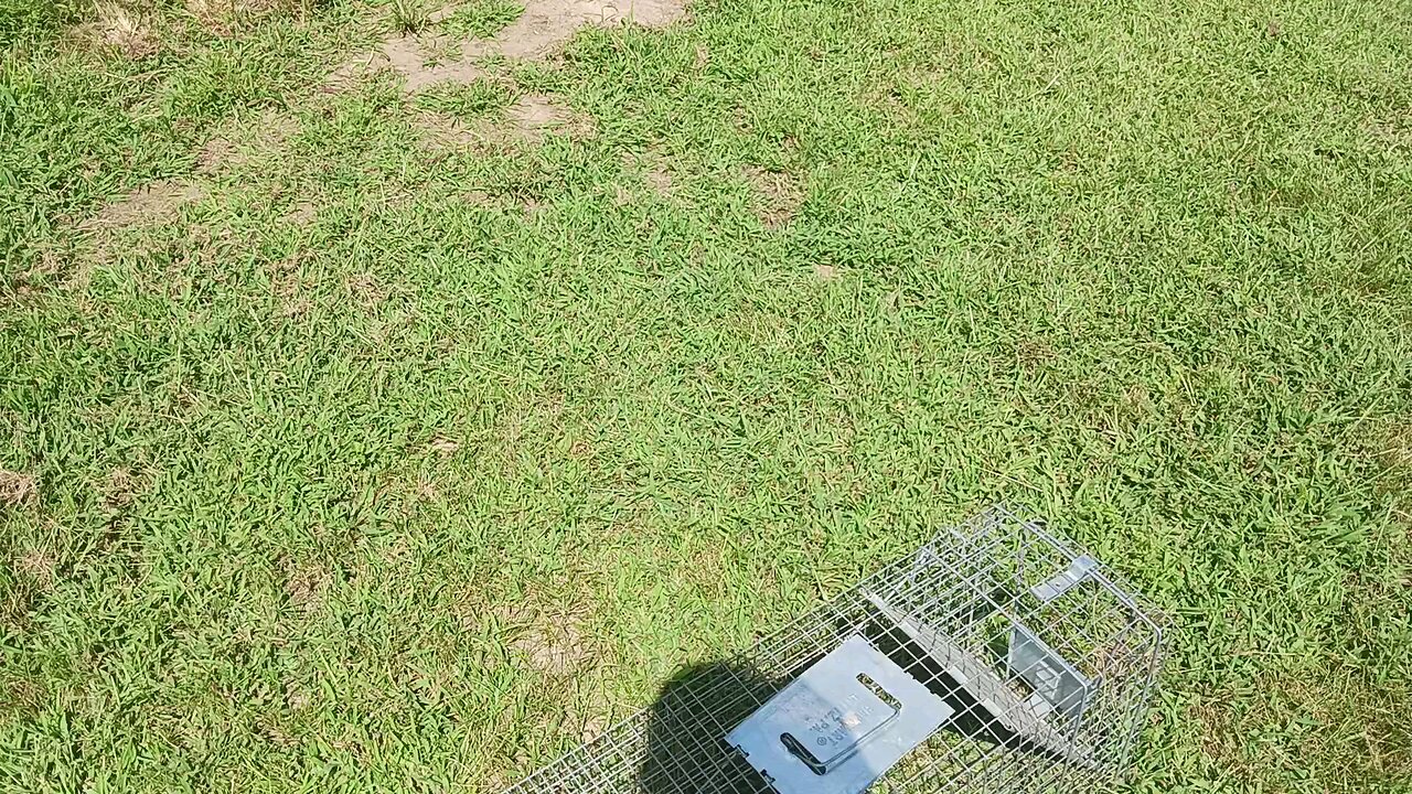 Groundhog Deported! 🦫🚫 Backyard Pest Gets a One-Way Ticket