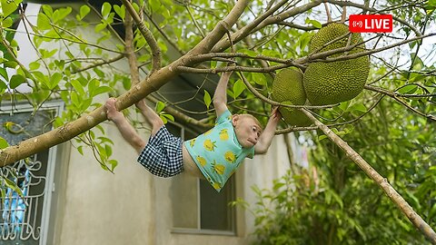 Bibi explores the farm with many favorite fruits to harvest with Uncle Phong!