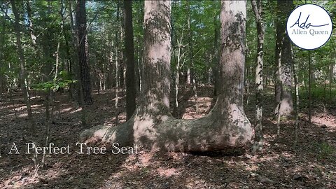 Ada Alien Queen • Ada Walks • Take # 00010 • A Perfect Tree Seat