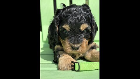 Reserve a Cavapoo Puppies Today