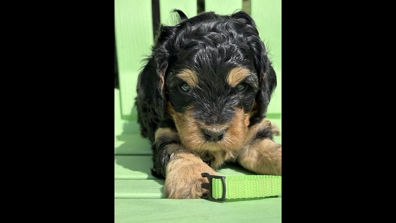 Reserve a Cavapoo Puppies Today