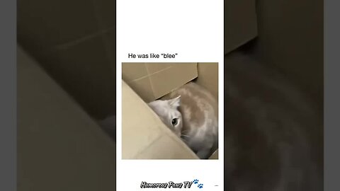 Funny animals 2024😂- Funniest Cats and Dogs Video😹🐶 #36