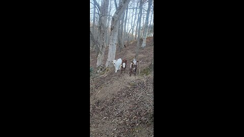 Three Shorthorn Plus Brother Calves Under 3 Weeks Old