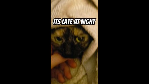 Kitty Cat is a Sweet Companion Nothing But Love