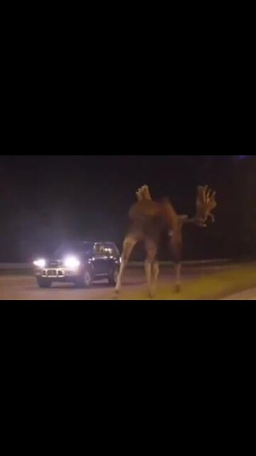 HEY 🦌 BULLWINKLE❗