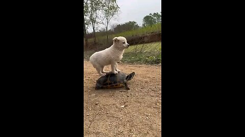 FUNNY ANIMAL DOG&TOTOICS