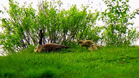 Canada Geese Family