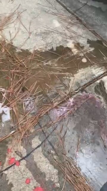 Cleaning our mess on the street