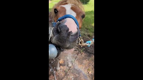 giving the horse a bath