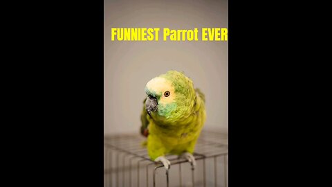 Watch the FUNNIEST Parrot Videos Ever! Hilarious Moments You Won’t Stop Laughing At!"
