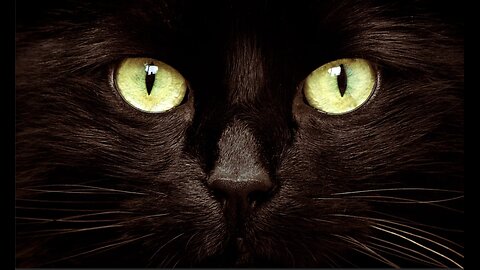 CATS ARE NOT WHAT U THINK