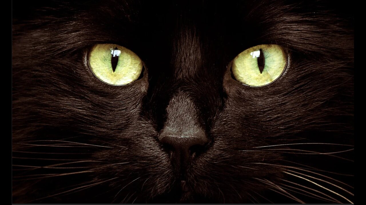 CATS ARE NOT WHAT U THINK