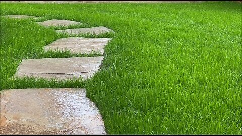 Rainy Nature Walk: Where Grass Meets Water & Calm Begins