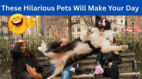 These Hilarious Pets Will Make Your Day 🤣