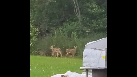 Baby deer playing