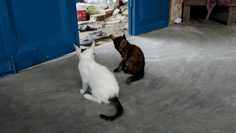 Funny kitten