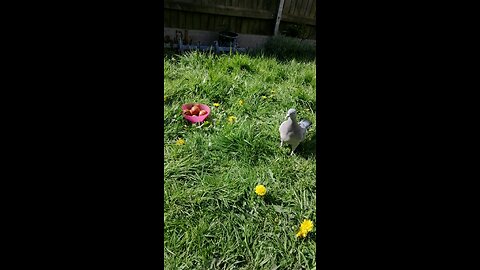 Funny Pigeons