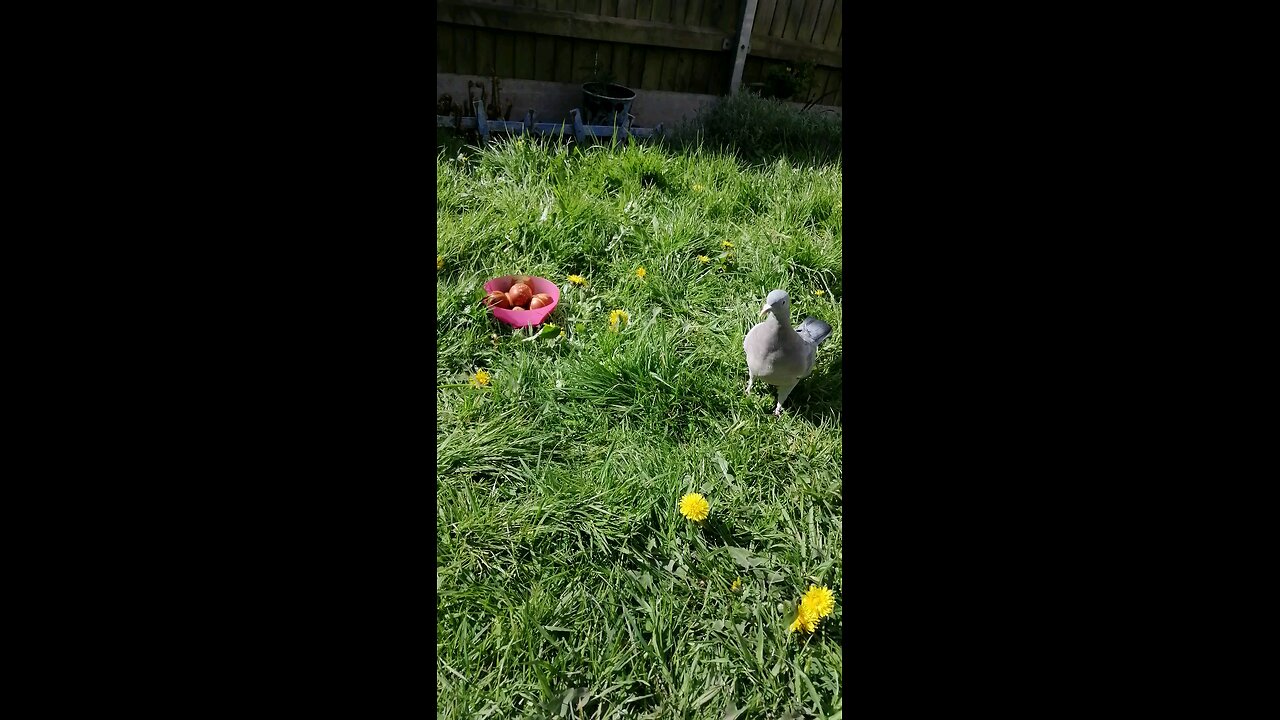 Funny Pigeons