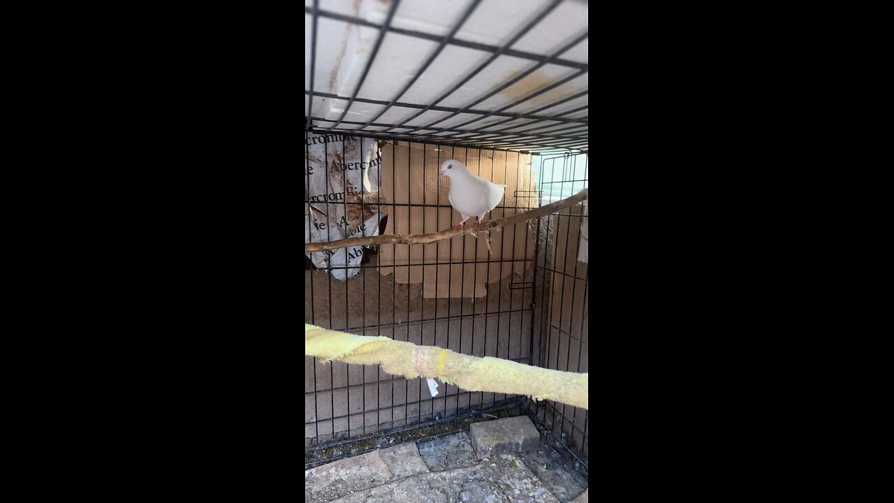 High flyer pigeon white