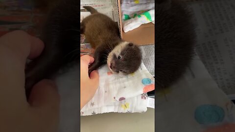 A small otter came into the yard to see a man and he became her family