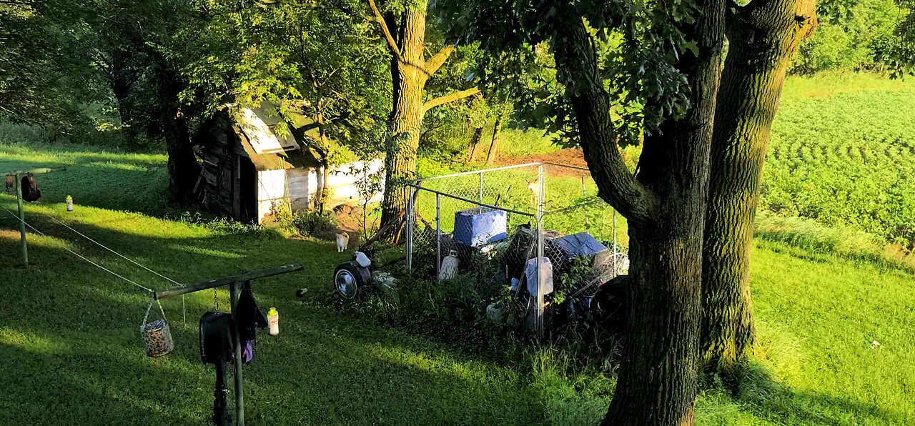 Curious Fawn Stalking a Cat 🐈